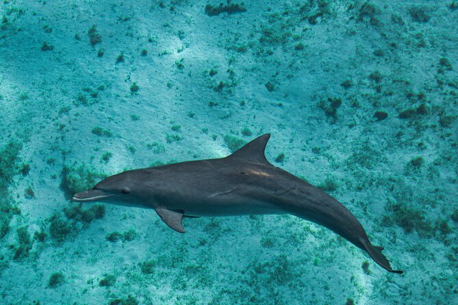 7 Hours Off Peak Whale Shark and Ningaloo Reef Tour in Exmouth - Food, gear, and the things you need to bring