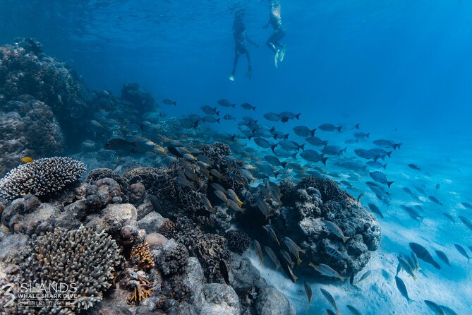 7 Hours Off Peak Whale Shark and Ningaloo Reef Tour in Exmouth - Who will get the most from this tour