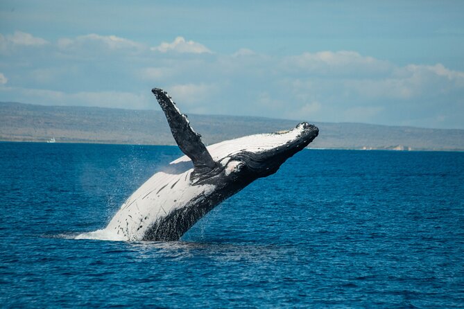 7 Hours Off Peak Whale Shark and Ningaloo Reef Tour in Exmouth - The whale shark search with help from above