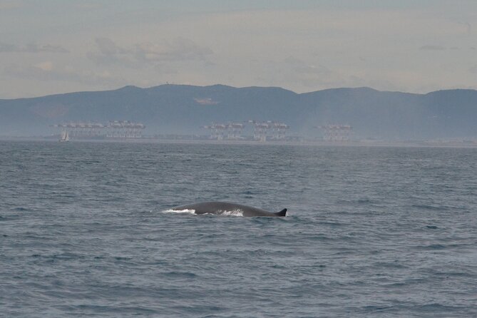 8-Hour Whale Watching in Barcelona - Setting Out From Port Olímpic at 9:00 am
