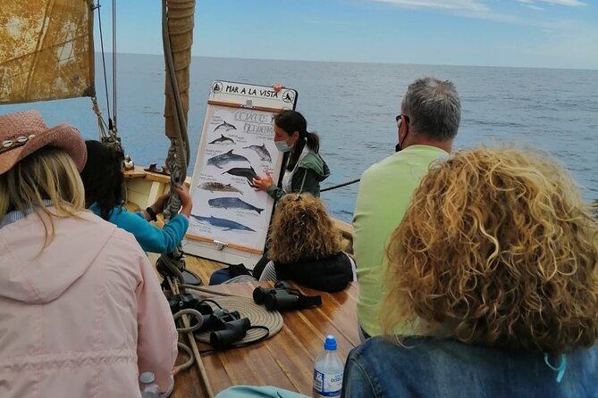 8-Hour Whale Watching in Barcelona - Raising the Sails on the Return Journey