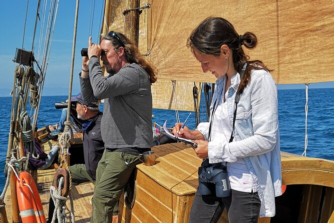 8-Hour Whale Watching in Barcelona - Why the Small Group Changes the Experience