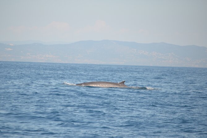 8-Hour Whale Watching in Barcelona - Food, Timing, and What You Need to Plan