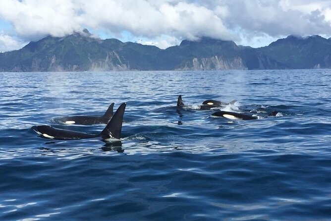 8hr Kenai Fjords Whale Watching Tour w/ 1hr Fishing 16 Passengers - The one-hour fishing portion