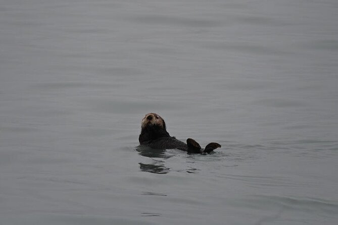 8hr Kenai Fjords Whale Watching Tour w/ 1hr Fishing 16 Passengers - The $459 price and what you receive