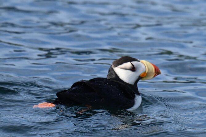 8hr Kenai Fjords Whale Watching Tour w/ 1hr Fishing 16 Passengers - Weather, cancellations, and the Alaska tradeoff