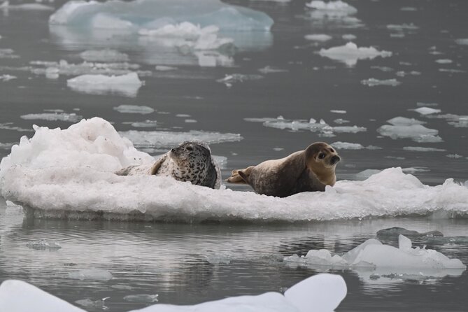 8hr Kenai Fjords Whale Watching Tour w/ 1hr Fishing 16 Passengers - Who should book this experience