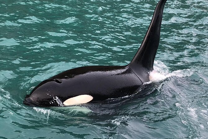 8hr Kenai Fjords Whale Watching Tour w/ 1hr Fishing 16 Passengers - Whale watching across the Kenai Fjords day