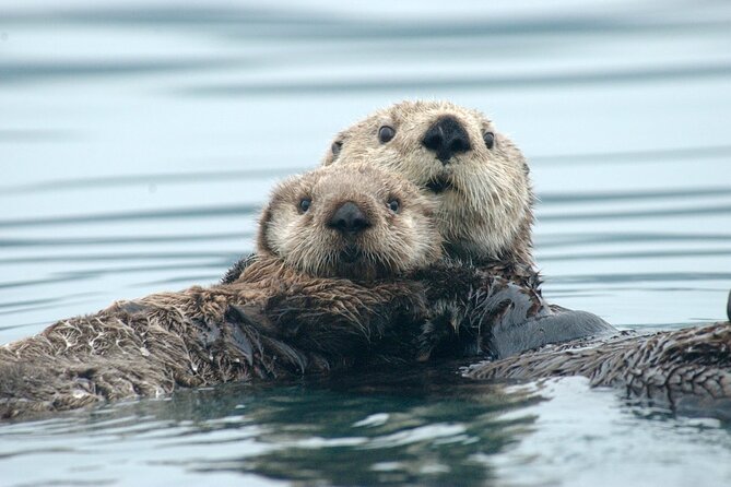 A Comfortable Sitka Whale Watching Wildlife Shore Excursion - Key points to know before booking