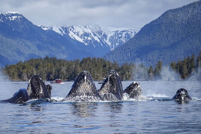 A Comfortable Sitka Whale Watching Wildlife Shore Excursion - What you might see during the 2.5-hour search