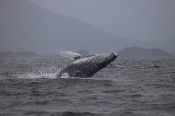A Comfortable Sitka Whale Watching Wildlife Shore Excursion - Comfort matters in Sitka weather