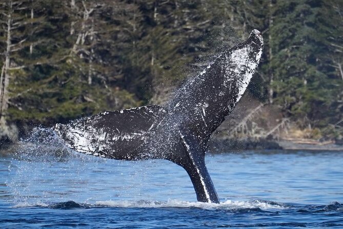 A Comfortable Sitka Whale Watching Wildlife Shore Excursion - A good fit for families and cruise visitors