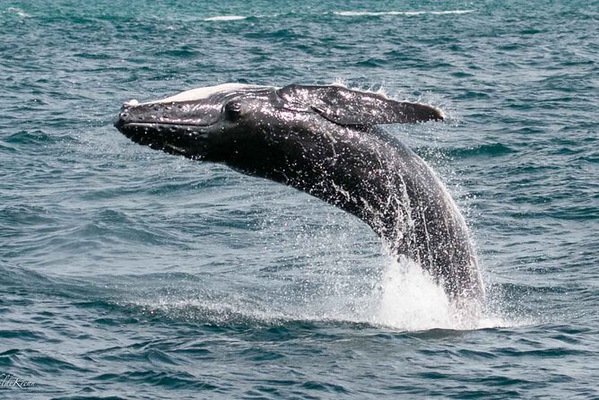 AAA NOOSA Whale watching experience in Noosa Whalesongsnoosa - Key points about the Noosa whale cruise