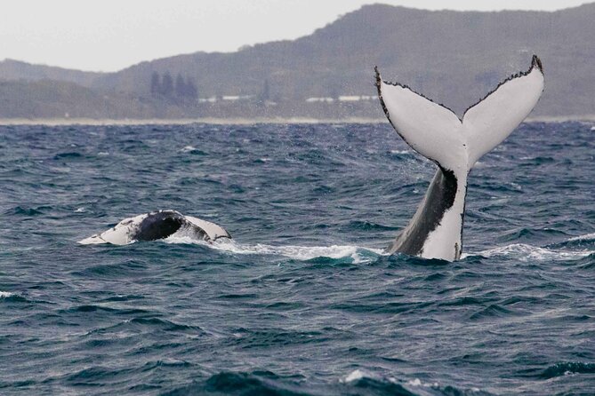 AAA NOOSA Whale watching experience in Noosa Whalesongsnoosa - The hydrophone changes the way you watch wildlife