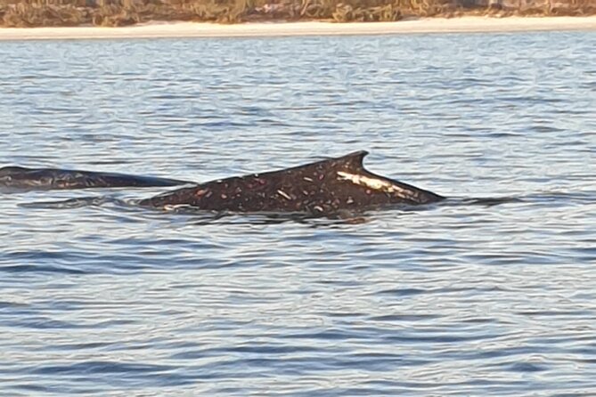 AAA NOOSA Whale watching experience in Noosa Whalesongsnoosa - Albie, Peppie, and the research-led approach