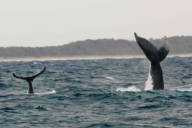 AAA NOOSA Whale watching experience in Noosa Whalesongsnoosa - What wildlife encounters can look like