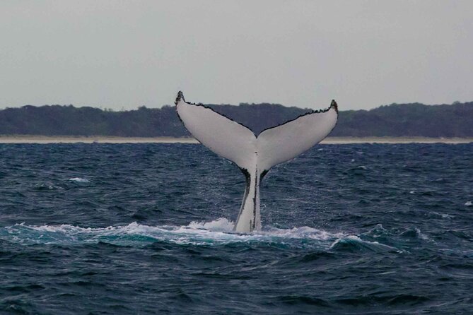 AAA NOOSA Whale watching experience in Noosa Whalesongsnoosa - The small boat is both a strength and a trade-off