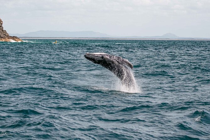 AAA NOOSA Whale watching experience in Noosa Whalesongsnoosa - Sun shelter, comfort, and practical fit