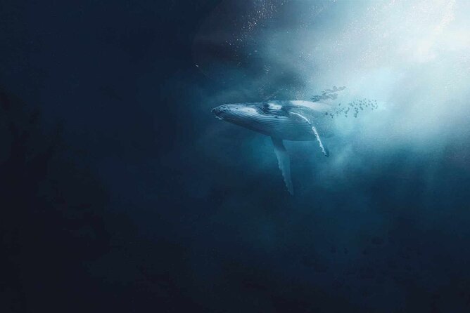 AAA NOOSA Whale watching experience in Noosa Whalesongsnoosa - Noosa Heads brings the first open-water views