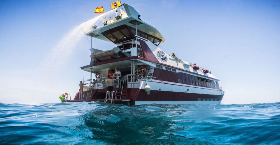 Adeje: Whale and Dolphin Watching Cruise with Lunch and Swim - The best parts of the cruise at a glance