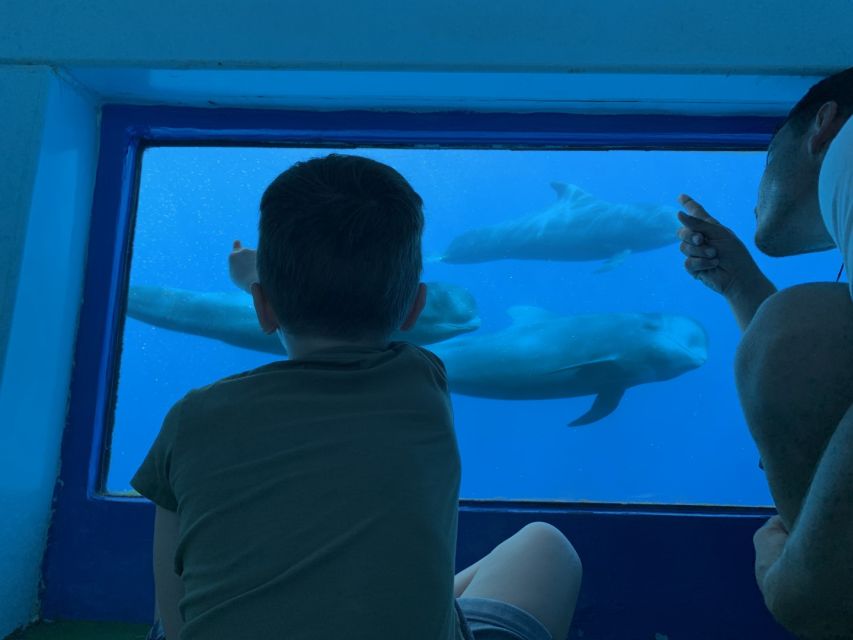 Adeje: Whale and Dolphin Watching Cruise with Lunch and Swim - Why this is more than a standard boat trip