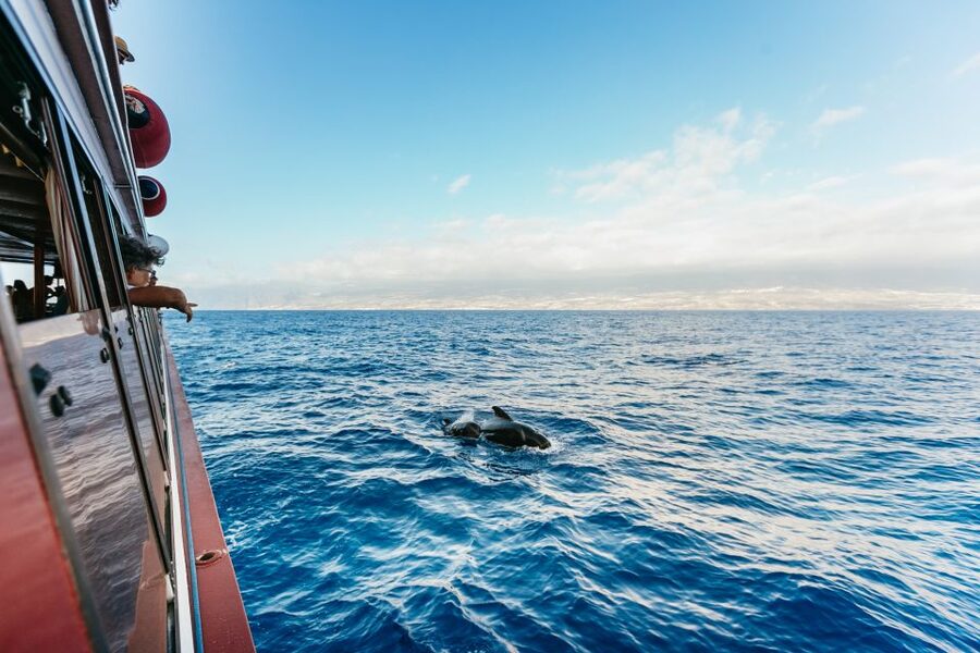 Adeje: Whale and Dolphin Watching Cruise with Lunch and Swim - Watching whales and dolphins in the Teno-Rasca sanctuary