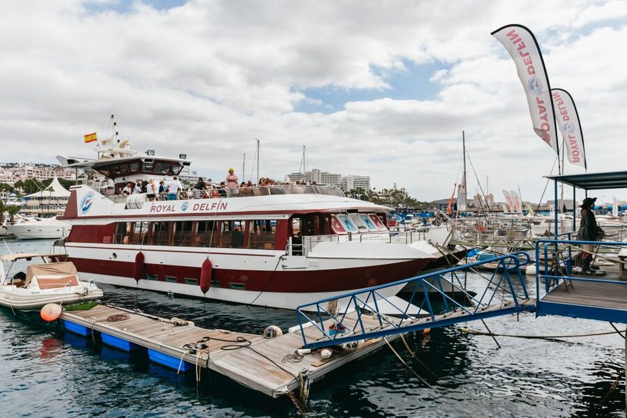 Adeje: Whale and Dolphin Watching Cruise with Lunch and Swim - Is $59 a good value?