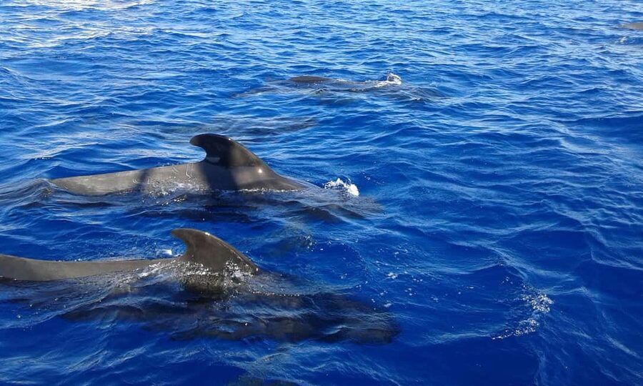 Adeje: Whale Watching, Lunch & Swim Stop at Los Gigantes - Why this five-hour cruise earns a place on your Tenerife plan