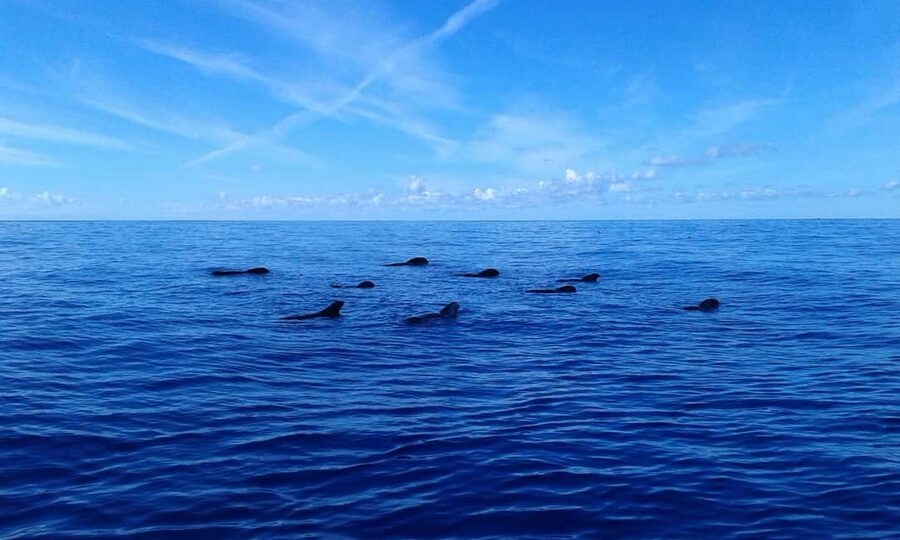 Adeje: Whale Watching, Lunch & Swim Stop at Los Gigantes - The return sail to Puerto Colón