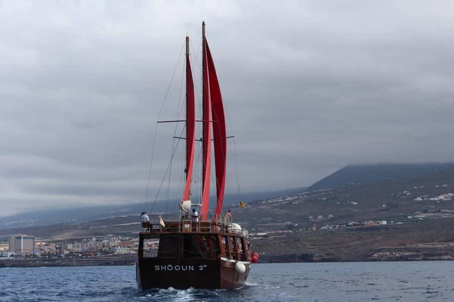 Adeje: Whale Watching, Lunch & Swim Stop at Los Gigantes - Who will enjoy Shogun most?