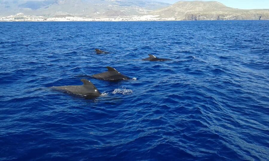 Adeje: Whale Watching, Lunch & Swim Stop at Los Gigantes - Watching whales and dolphins off Costa Adeje