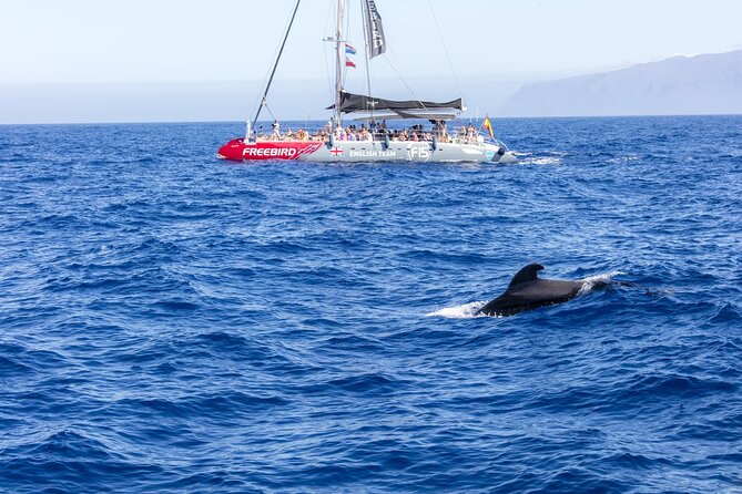 Adults Only Tenerife Freebird Whale Dolphin Catamaran with Lunch - Whale and dolphin watching without a staged show