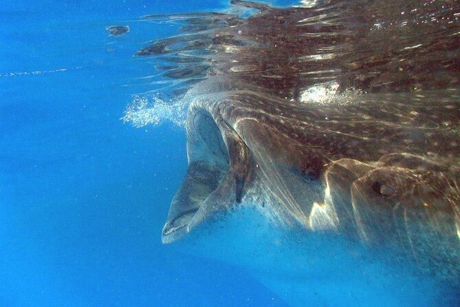 Adventure and Snorkel with the Whale Shark departing from Cancun - From your Cancun hotel to Punta Sam at 7 a.m.