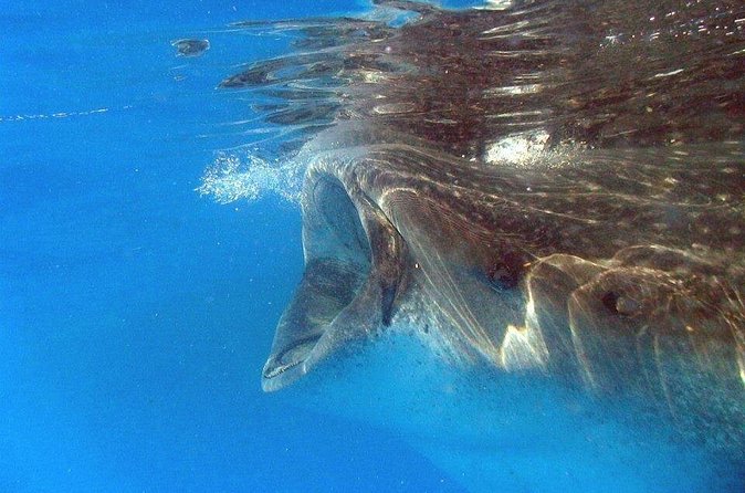 Adventure and Snorkel with the Whale Shark departing from Cancun - Why the two-person format matters