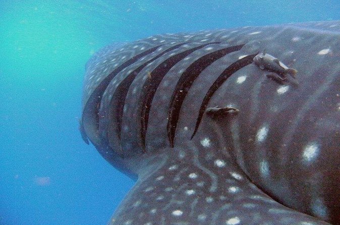 Adventure and Snorkel with the Whale Shark departing from Cancun - Is $200 a fair price?
