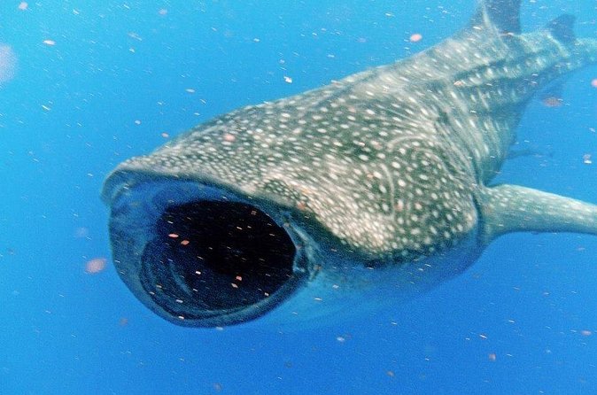Adventure and Snorkel with the Whale Shark departing from Cancun - Who will enjoy this experience most?