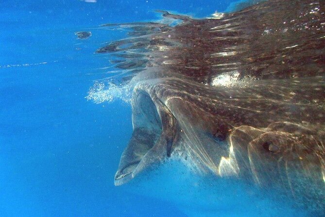 Adventure and Snorkel with the Whale Shark from Puerto Morelos - Swimming with whale sharks from Puerto Morelos