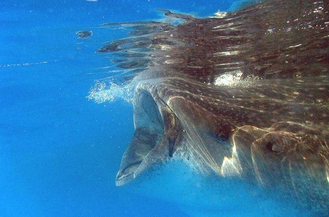 Adventure and Snorkel with the Whale Shark from Puerto Morelos - Is the $220 price good value?