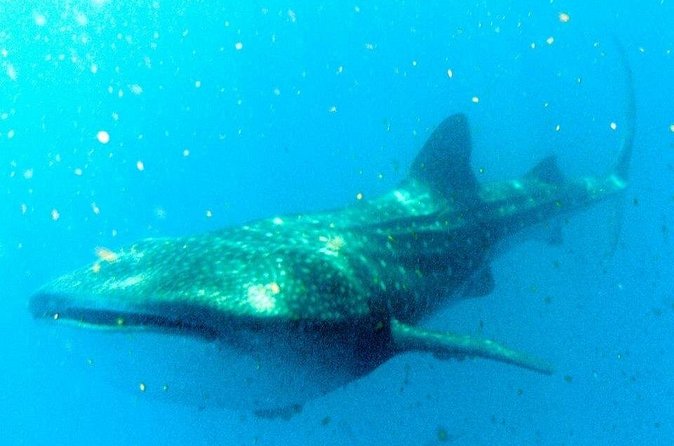 Adventure and Snorkel with the Whale Shark from Puerto Morelos - Who will enjoy this outing most