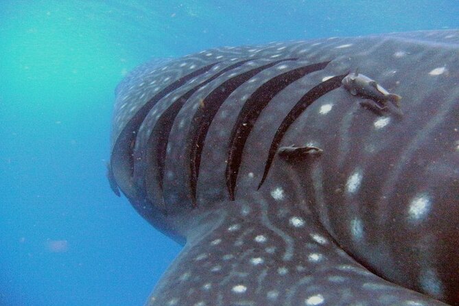 Adventure and Snorkel with the Whale Shark from Puerto Morelos - A marina start with coffee and clear instructions