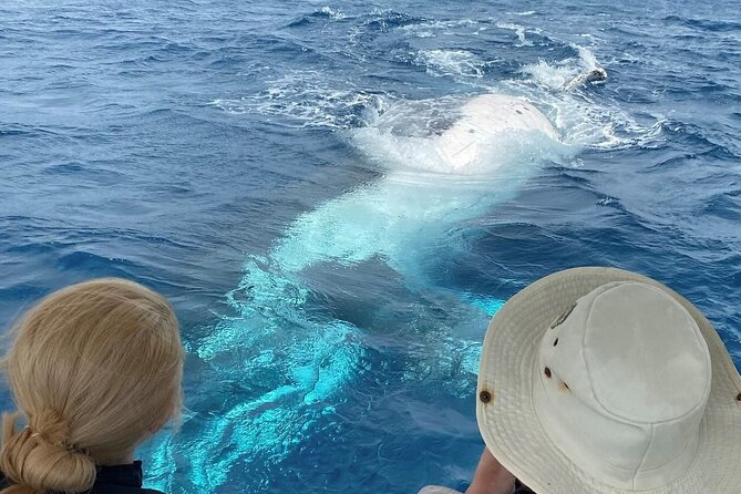 Adventure Whale Watching Tour Mooloolaba - Key points at a glance