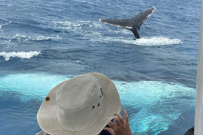 Adventure Whale Watching Tour Mooloolaba - Why this Mooloolaba whale watch is worth considering