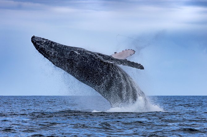 Adventure Whale Watching Tour Mooloolaba - Mooloolaba Beach and the first coastal views