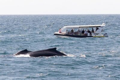 Adventure Whale Watching Tour Mooloolaba
