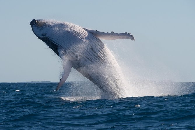 Adventure Whale Watching Tour Mooloolaba - What whale watching can really be like