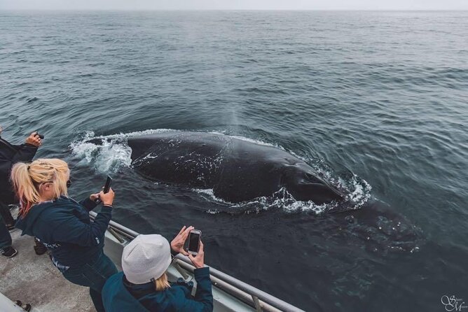 Afternoon Whale Watch - Quick points about the afternoon whale watch