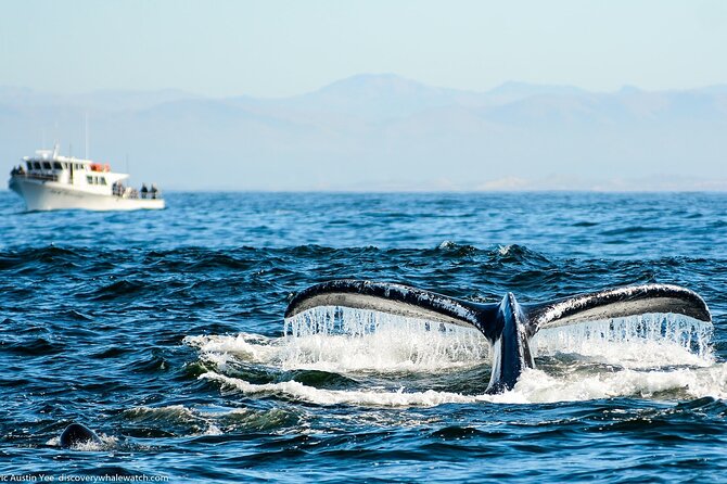 Afternoon Whale Watch - Leaving Monterey Fisherman’s Wharf at 1:30 pm