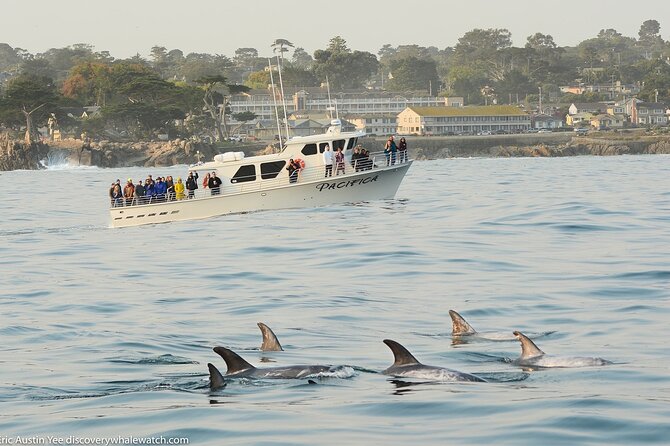 Afternoon Whale Watch - Guides who add meaning to the sightings