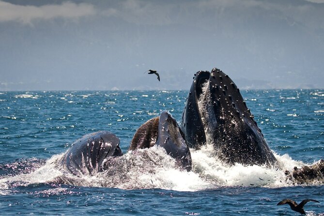 Afternoon Whale Watch - Is $75 a fair price?