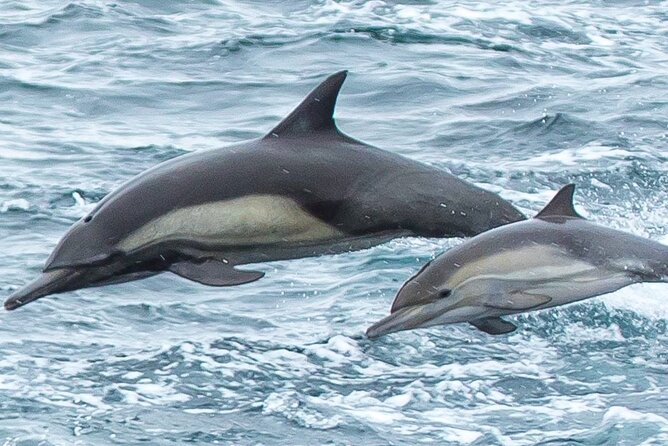 Afternoon Whale Watch - What the three-hour search feels like